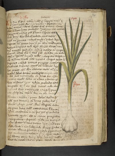 أضف MS 41623 De Allio ، "A Herbal" ، Belluno (حبر ولون على ورق) بواسطة المدرسة الايطالية