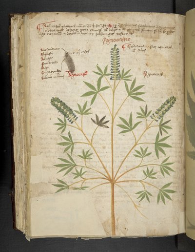 إضافة MS 41623 f.101v "Aherbal"، Belluno (حبر ولون على الرق) بواسطة المدرسة الايطالية