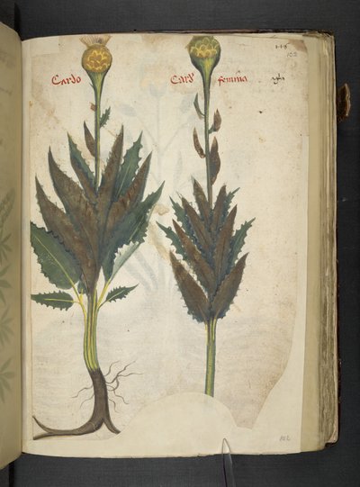 أضف MS 41623 f.102r Cardo 