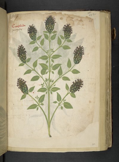 أضف MS 41623 f.103r Consolida ، من "A herbal" ، Belluno (الحبر واللون على ورق) بواسطة المدرسة الايطالية