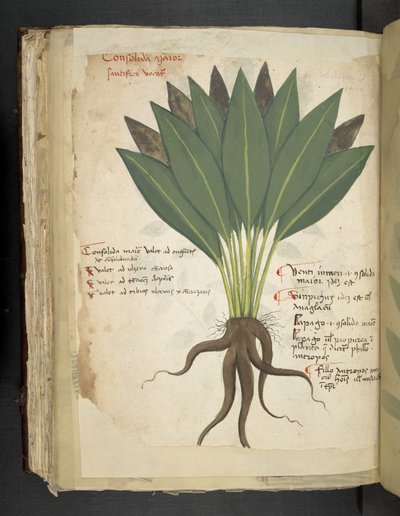 أضف MS 41623 f.103v Confolida ، من "A herbal" ، Belluno (حبر ولون على ورق) بواسطة المدرسة الايطالية