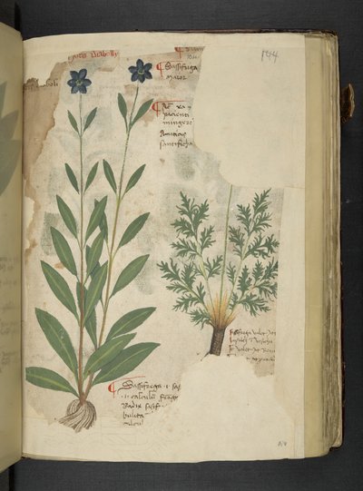 إضافة MS 41623 f.104r Sassifraga، من 'Aherbal'، Belluno (حبر ولون على الرق) بواسطة المدرسة الايطالية
