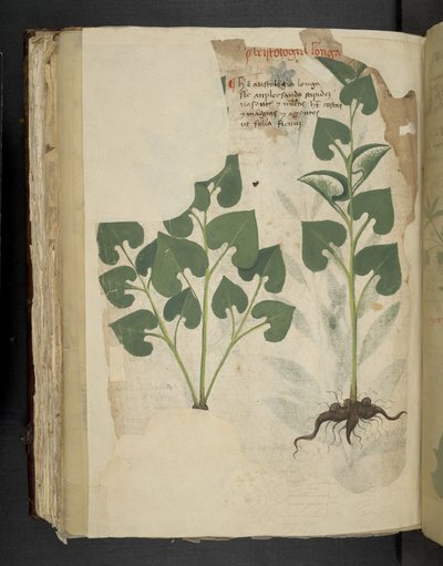 أضف MS 41623 f.104v Anthurium ، من "A herbal" ، Belluno (الحبر واللون على الرق) بواسطة المدرسة الايطالية
