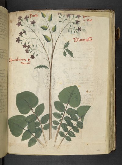 أضف MS 41623 f.110r 