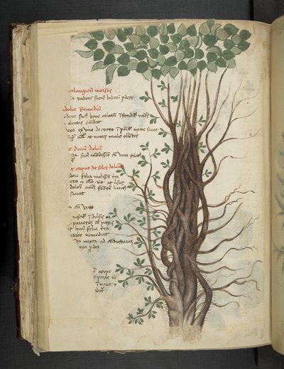 أضف MS 41623 f.110v شجرة المانجروف، من "Aعشبي"، Belluno (حبر ولون على الرق) بواسطة المدرسة الايطالية