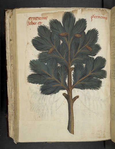 أضف MS 41623 f.111v Pine ، من "A Herbal" ، Belluno (الحبر واللون على الرق) بواسطة المدرسة الايطالية