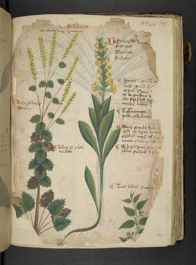 أضف MS 41623 f.113r 