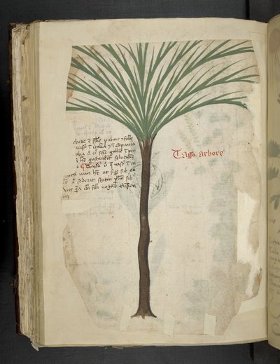 أضف MS 41623 f.113v Tarro Arboro ، من "A herbal" ، Belluno (حبر ولون على ورق) بواسطة المدرسة الايطالية