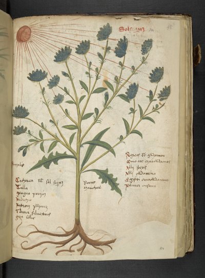 أضف MS 41623 f.114r 