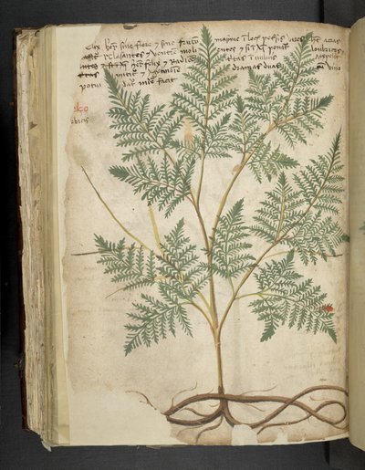 أضف MS 41623 f.114v 