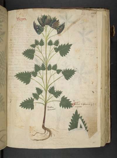 أضف MS 41623 f.115r Nepta ، من "A herbal" ، Belluno (الحبر واللون على الرق) بواسطة المدرسة الايطالية