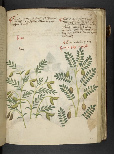 أضف MS 41623 f.116r 