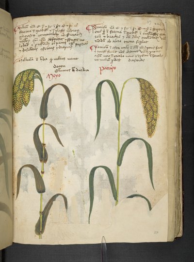 أضف MS 41623 f.117r 