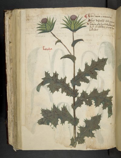 إضافة MS 41623 f.117v Thistle 'Aherbal'، Belluno (حبر ولون على الرق) بواسطة المدرسة الايطالية