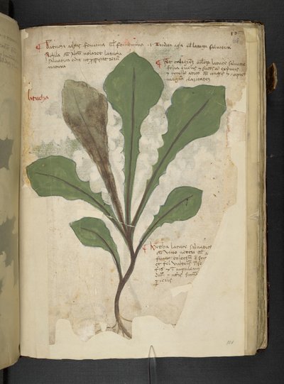 أضف MS 41623 f.118r 