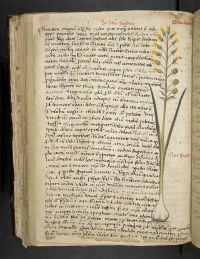 أضف MS 41623 f.119v 