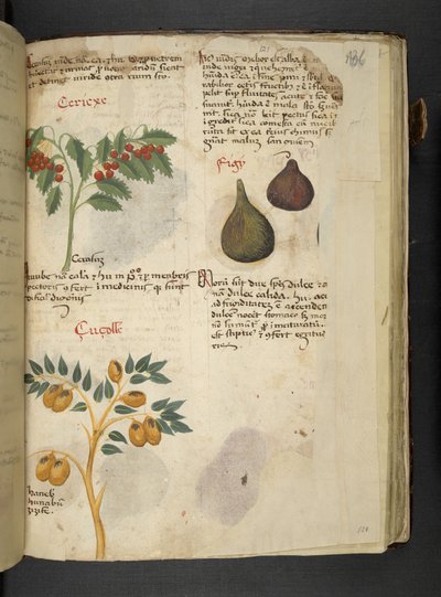 أضف MS 41623 f.121r أشجار الفاكهة والتين ، من 