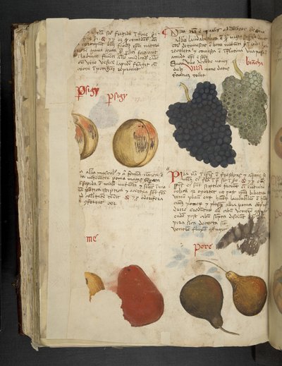 إضافة فواكه MS 41623 f.121v ، من "A herbal" ، Belluno (الحبر واللون على الرق) بواسطة المدرسة الايطالية