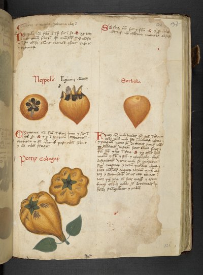 أضف MS 41623 f.122r Pere Cotogne و Sorbo ، من "A herbal" ، Belluno (الحبر واللون على ورق) بواسطة المدرسة الايطالية