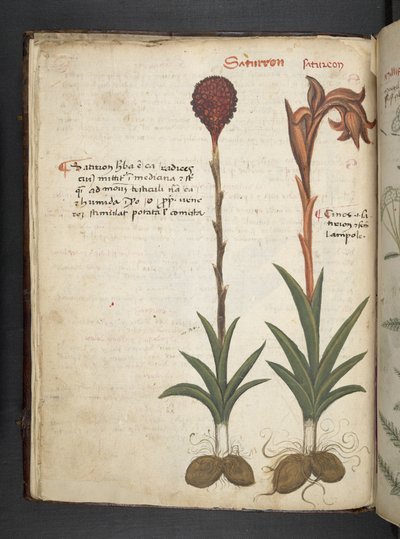 أضف MS 41623 f.13v A عشبي ، Belluno (حبر ولون على ورق) بواسطة المدرسة الايطالية