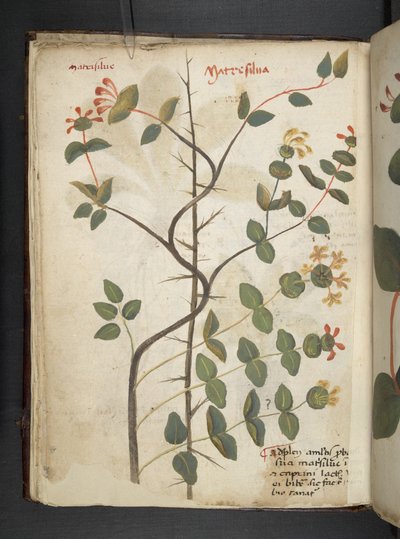 أضف MS 41623 f.15v A عشبي ، Belluno (حبر ولون على ورق) بواسطة المدرسة الايطالية