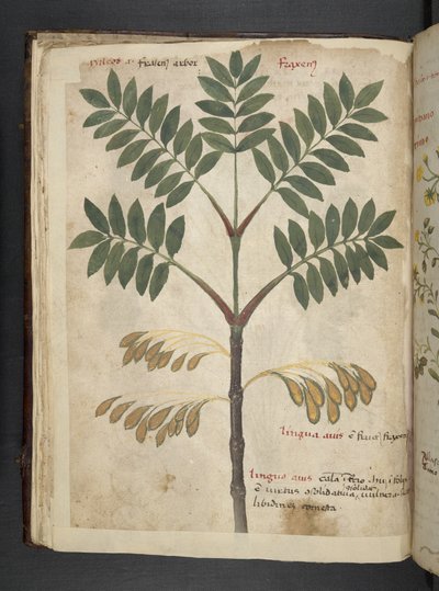 أضف MS 41623 f.17v A عشبي ، Belluno (حبر ولون على ورق) بواسطة المدرسة الايطالية
