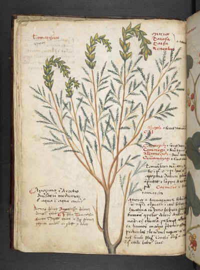 أضف MS 41623 f.18v A عشبي ، Belluno (حبر ولون على ورق) بواسطة المدرسة الايطالية