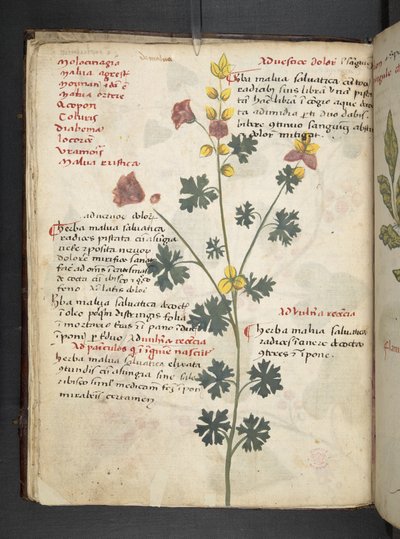 إضافة MS 41623 f.19v A عشبي، Belluno (حبر ولون على الرق) بواسطة المدرسة الايطالية