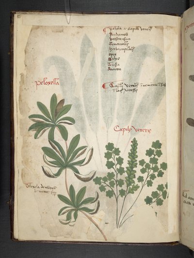 أضف MS 41623 f.1v A عشبي ، Belluno (حبر ولون على ورق) بواسطة المدرسة الايطالية