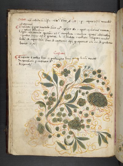 أضف MS 41623 f.20v A عشبي ، Belluno (حبر ولون على ورق) بواسطة المدرسة الايطالية