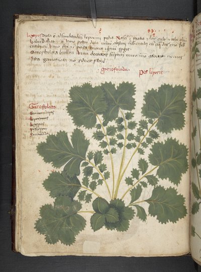 أضف MS 41623 f.24v A عشبي ، Belluno (حبر ولون على ورق) بواسطة المدرسة الايطالية