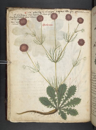 أضف MS 41623 f.26v A عشبي ، Belluno (حبر ولون على ورق) بواسطة المدرسة الايطالية