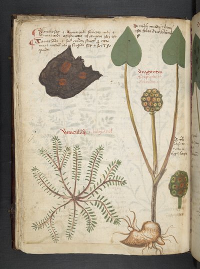 أضف MS 41623 f.28v 