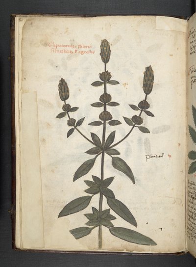 أضف MS 41623 f.2v A عشبي ، Belluno (حبر ولون على ورق) بواسطة المدرسة الايطالية