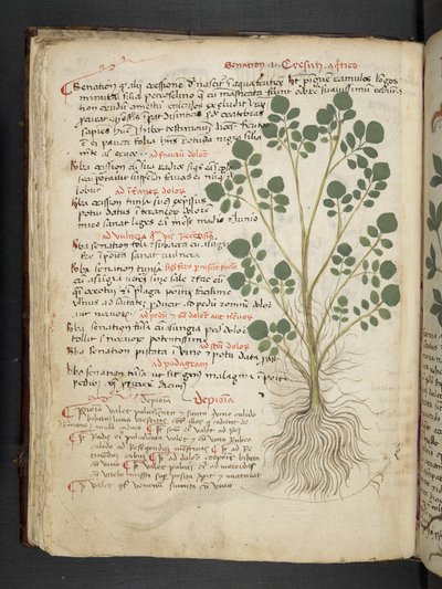 أضف MS 41623 f.32v 