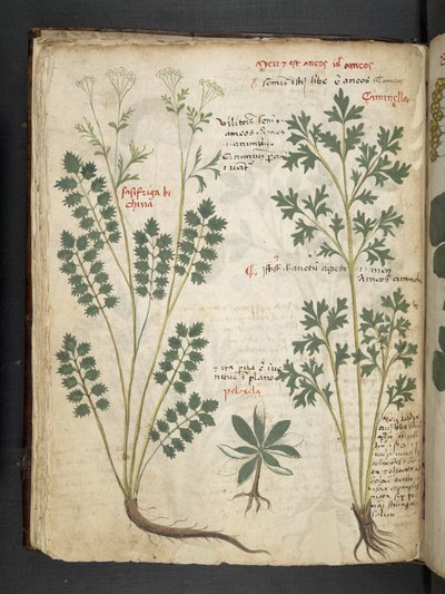أضف MS 41623 f.33v "A herbal" ، Belluno (حبر ولون على ورق) بواسطة المدرسة الايطالية
