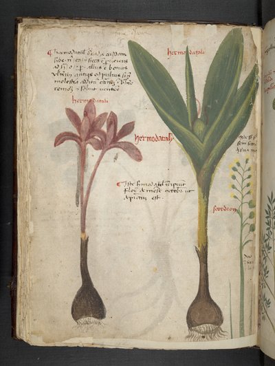 أضف MS 41623 f.34v "A herbal" ، Belluno (حبر ولون على ورق) بواسطة المدرسة الايطالية