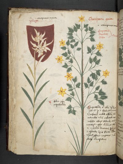 أضف MS 41623 f.35v "A herbal" ، Belluno (حبر ولون على ورق) بواسطة المدرسة الايطالية