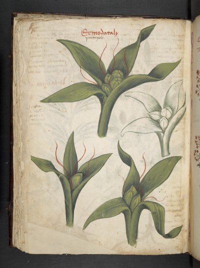 أضف MS 41623 f.36v "A herbal" ، Belluno (حبر ولون على ورق) بواسطة المدرسة الايطالية