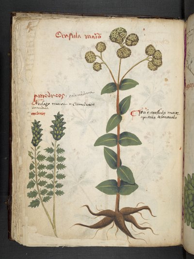 أضف MS 41623 f.37v 