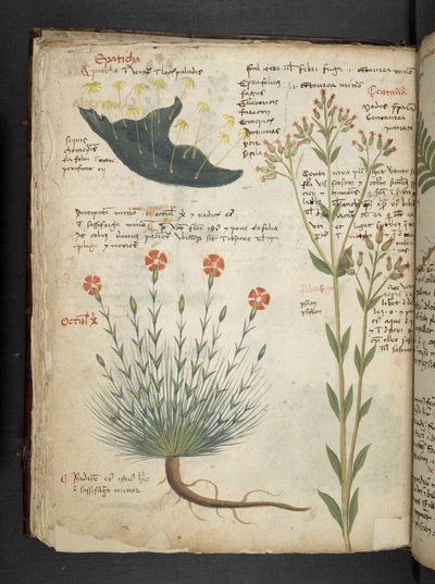 أضف MS 41623 f.38v "A herbal" ، Belluno (حبر ولون على ورق) بواسطة المدرسة الايطالية