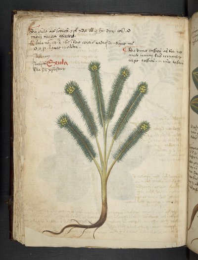 أضف MS 41623 f.39v 