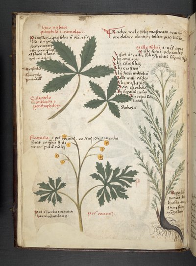 أضف MS 41623 f.3v A عشبي ، Belluno (حبر ولون على ورق) بواسطة المدرسة الايطالية
