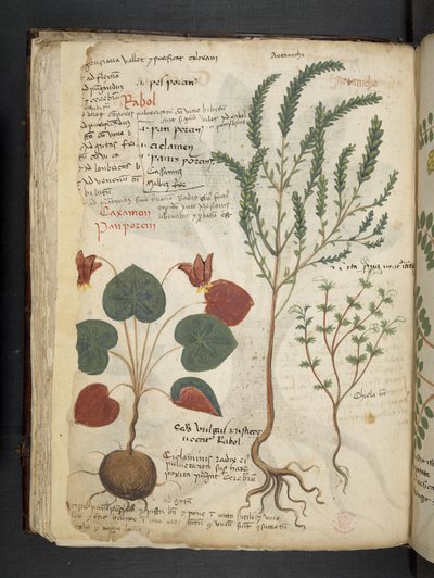 أضف MS 41623 f.40v "A herbal" ، Belluno (حبر ولون على ورق) بواسطة المدرسة الايطالية