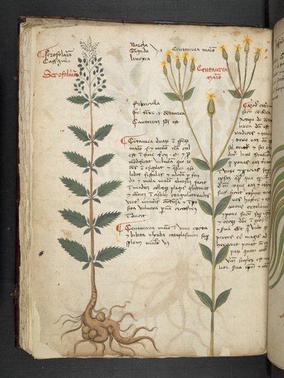 أضف MS 41623 f.48v "A herbal" ، Belluno (حبر ولون على ورق) بواسطة المدرسة الايطالية