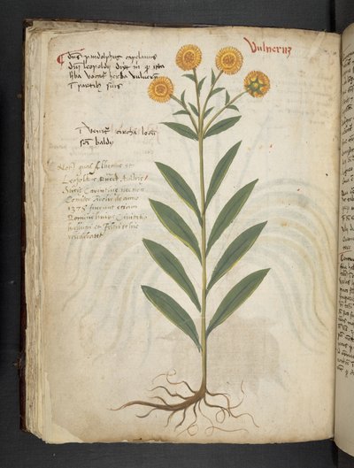 أضف MS 41623 f.49v "A herbal"، Belluno (حبر ولون على ورق) بواسطة المدرسة الايطالية