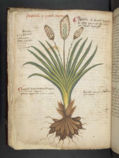 إضافة MS 41623 f.50v 'Aherbal'، Belluno (حبر ولون على الرق) بواسطة المدرسة الايطالية