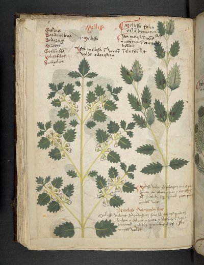 أضف MS 41623 f.52v 