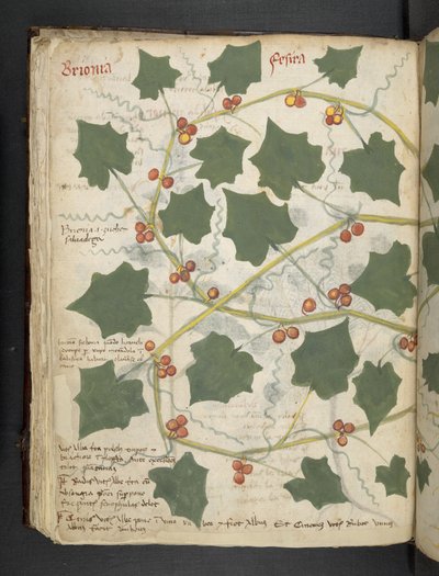 أضف MS 41623 f.53v 