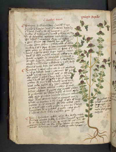أضف MS 41623 f.54v 